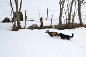 Cane domestico intento nel predare un Muflone - Foto archivio Corpo Forestale dello Stato - Asiagowebcamit