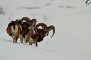 Mufloni nella neve - Foto di Ivan Mosele - AsiagowebcamIt